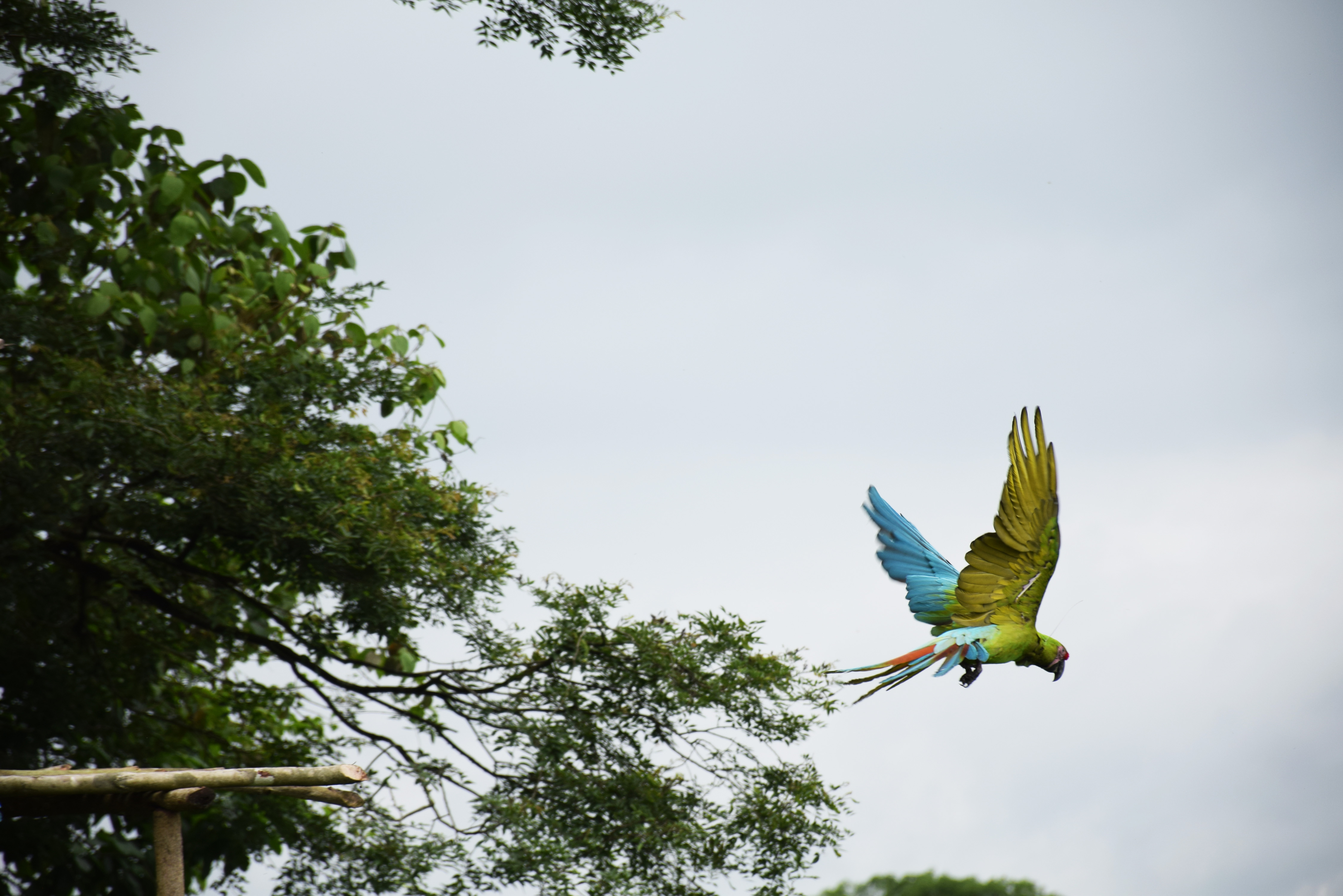 Liberación de Guacamayos Verde Mayor en la Reserva Las Balsas